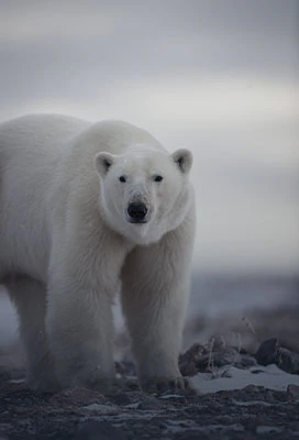 Wildlife Encounters that stay with you