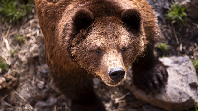 ​​​​​​​Regent Seven Seas: Sitka