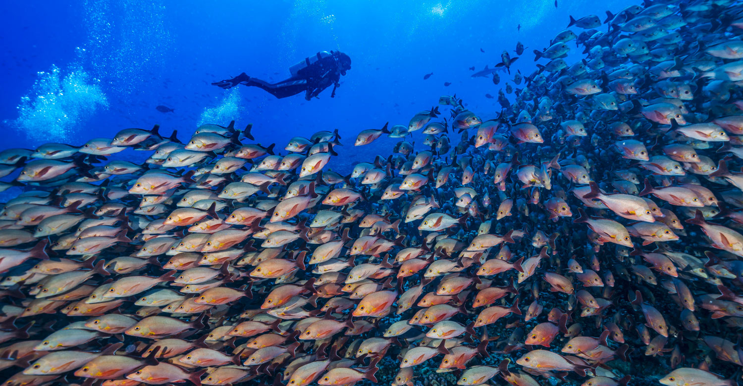 Diving with fishes