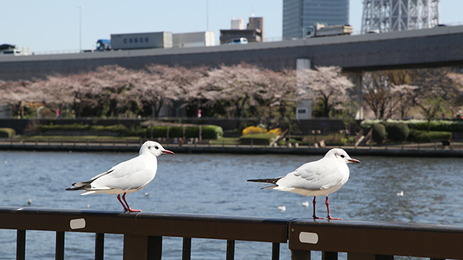 Tokyo