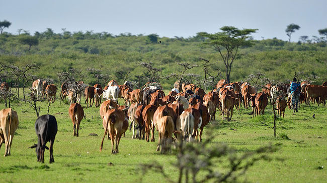 Masai Mara National Reserve