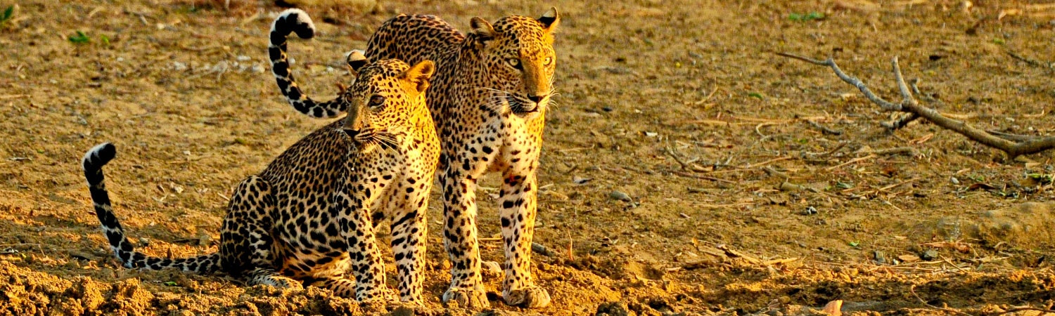 Hilton Moorea Lagoon Resort & Spa