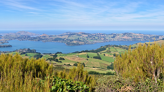 Dunedin