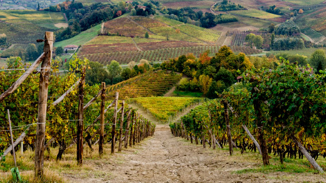 Langhe-Roero and Monferrato Area
