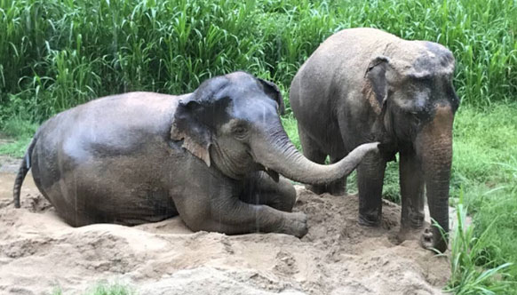 Eco-friendly Activities