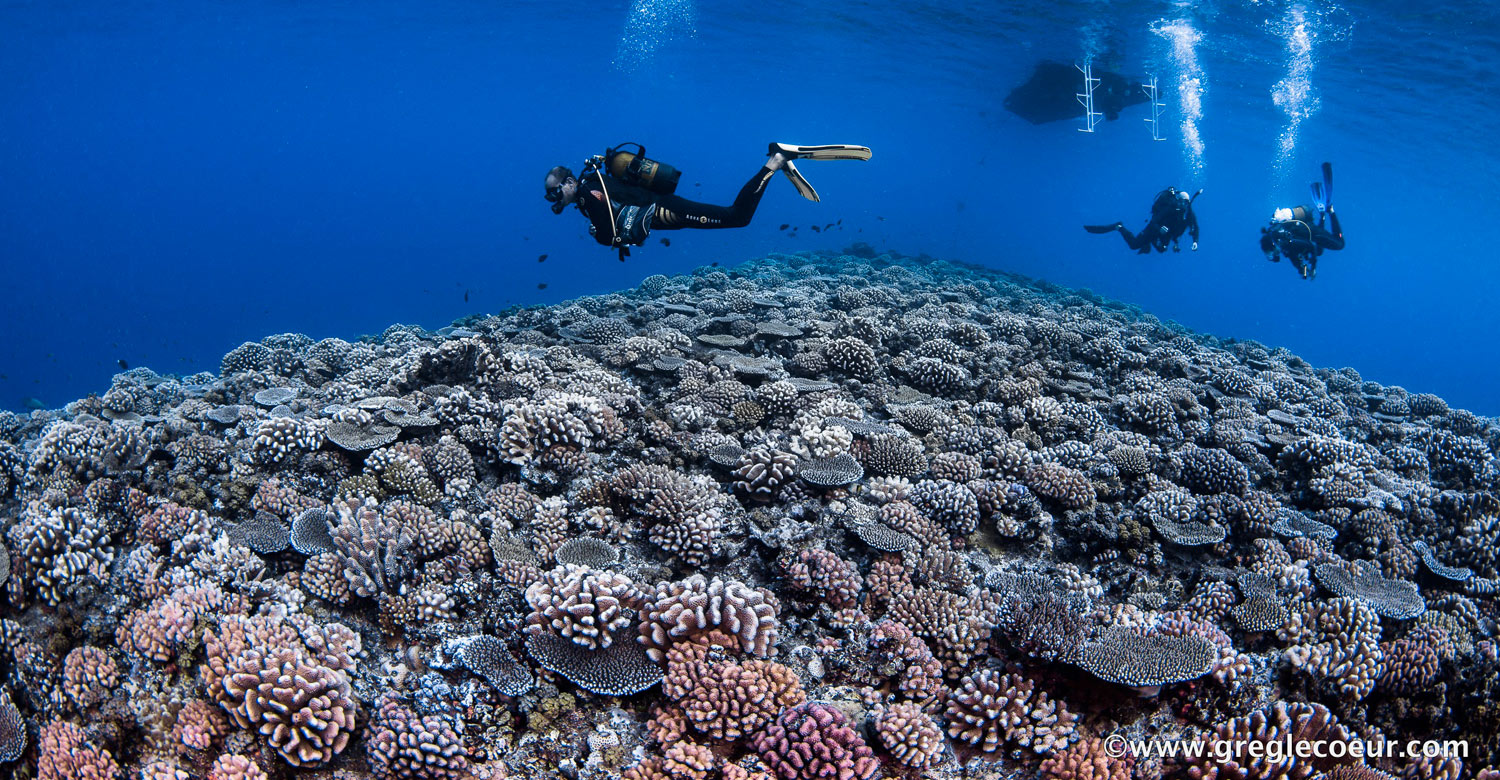 The rich underwater scene in French Polynesia