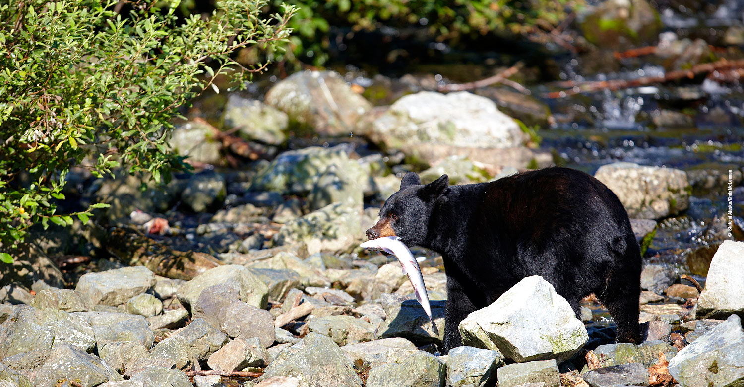 Wildlife viewing in Redoubt Bay, Alaska.