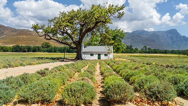 Franschhoek Wine Tram – Hop-On Hop-Off Experience
