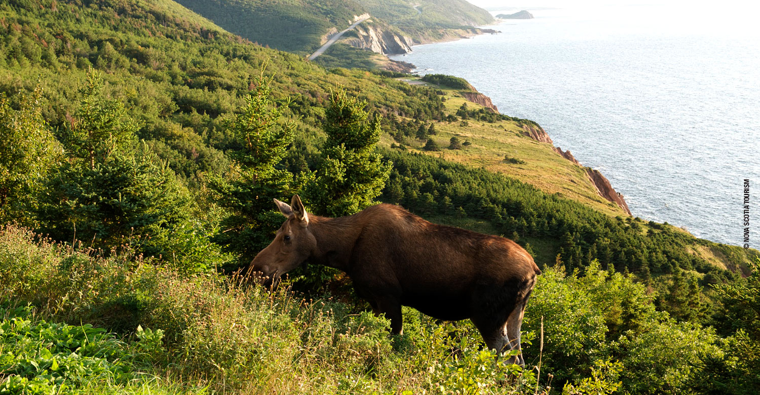 The scenic Cabot Trail winds through Cape Breton Highlands National Park.