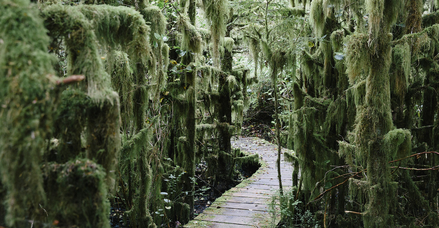 Rainforest at Naikoon Provincial Park