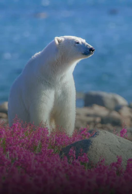 Polar Bears
