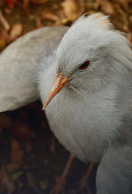 New Caledonia Wildlife Experiences