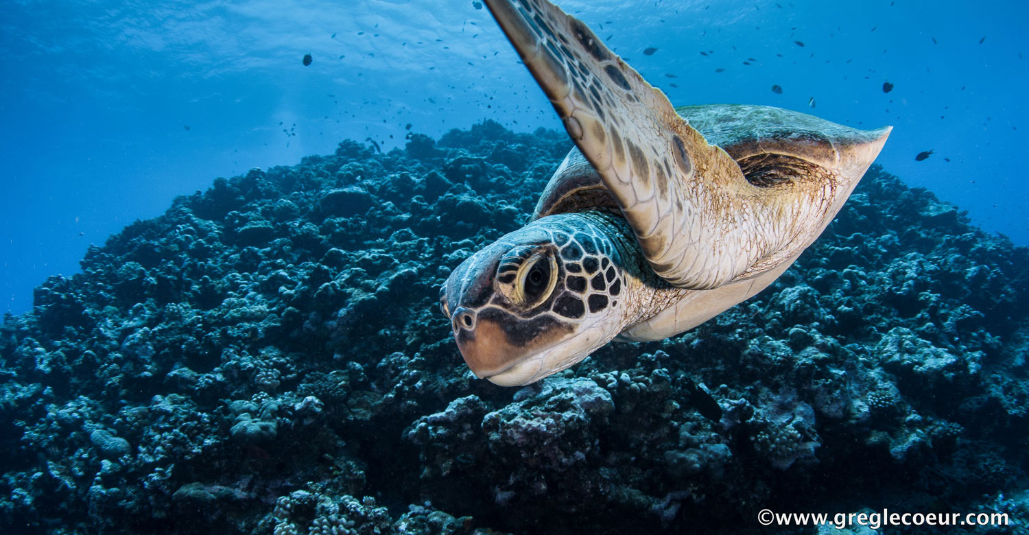 A turtle roaming underwater