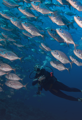 Incredible snorkelling and diving