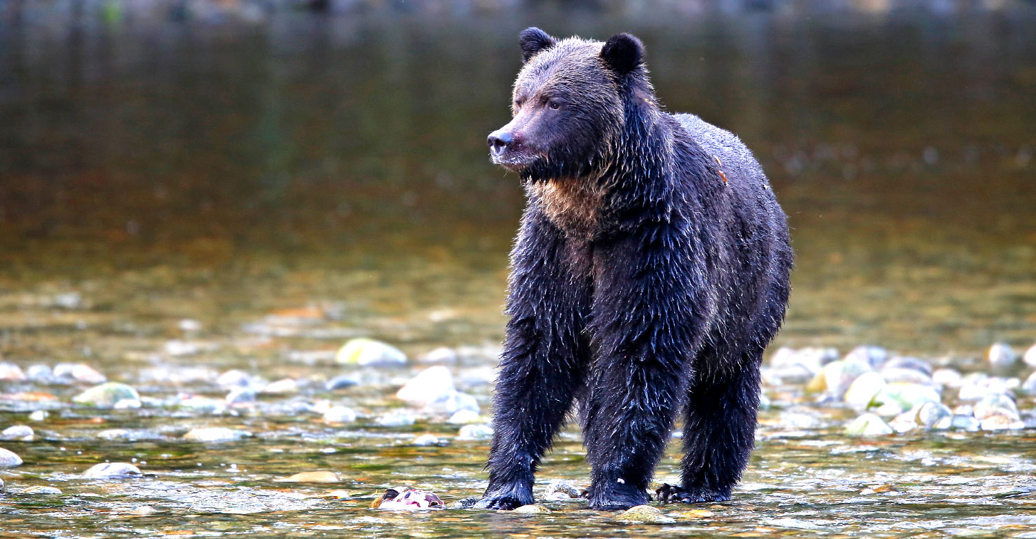 Discover Canada’s famous grizzly bears with this wilderness holiday from Great Bear Nature Tours.