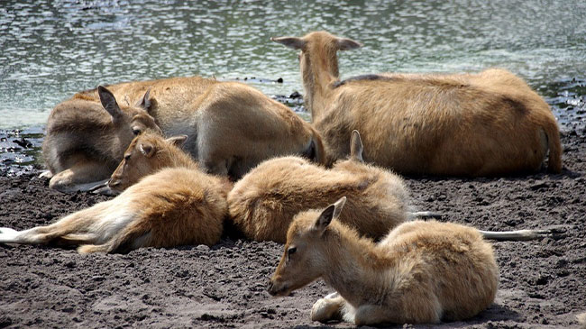 Journey to the Serengeti