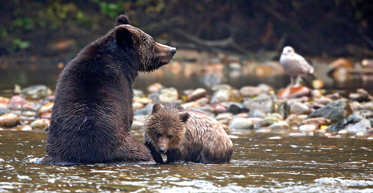 Discover the grizzly bears of British Columbia with Great Bear Nature Tours.