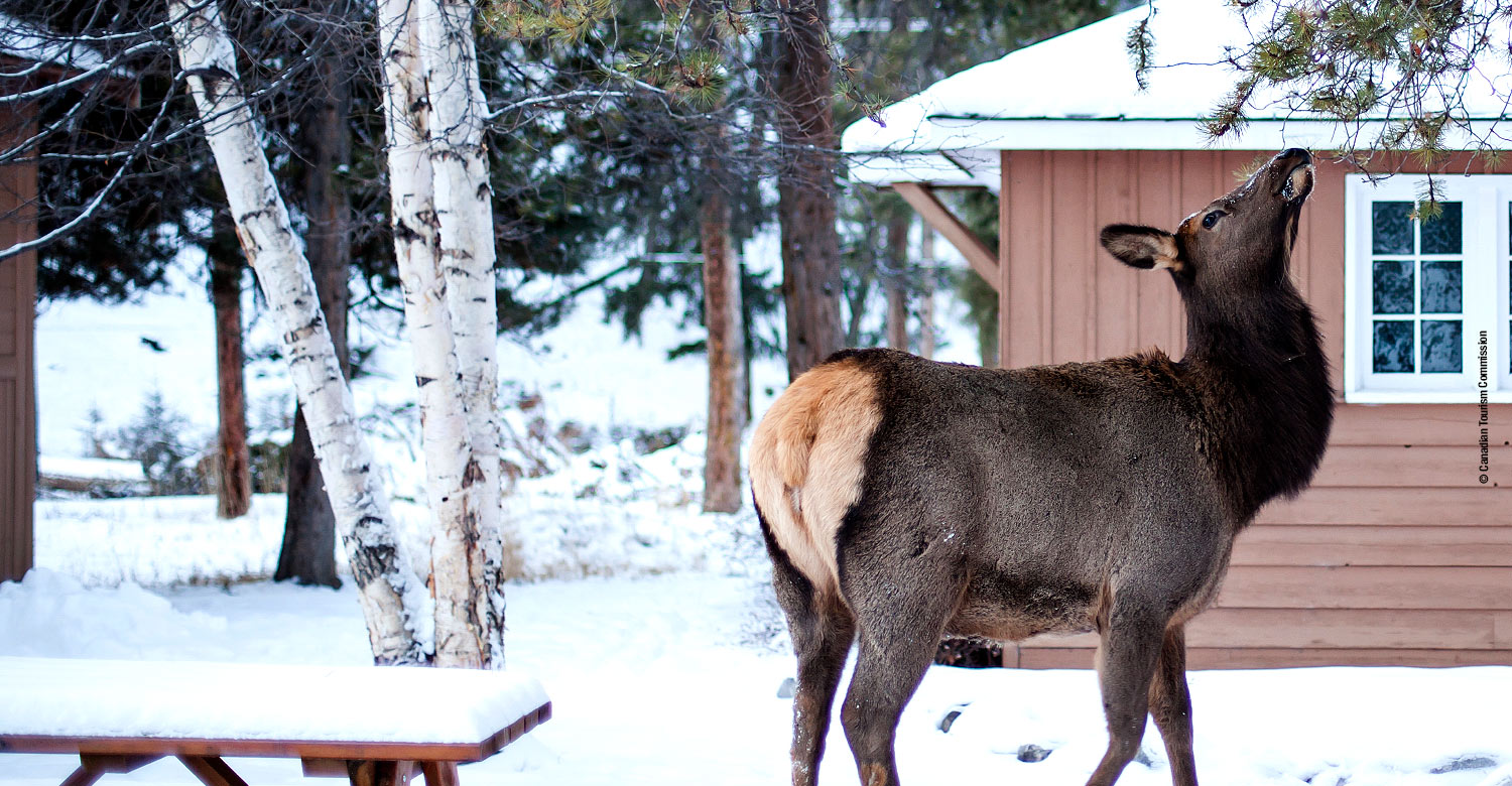 Experience a unique winter season in Jasper.