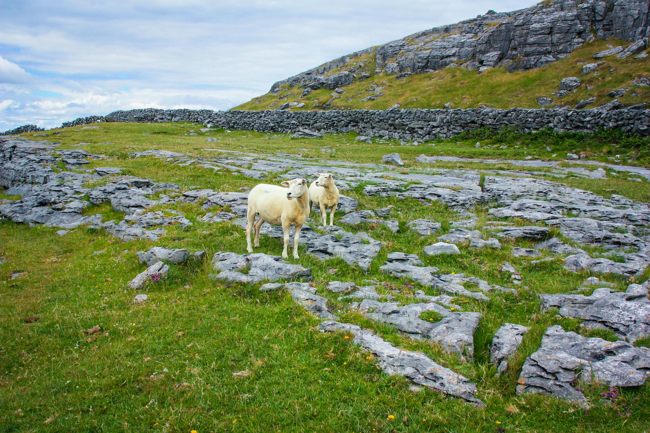Irish Delights: The Best Food and Drink Experiences