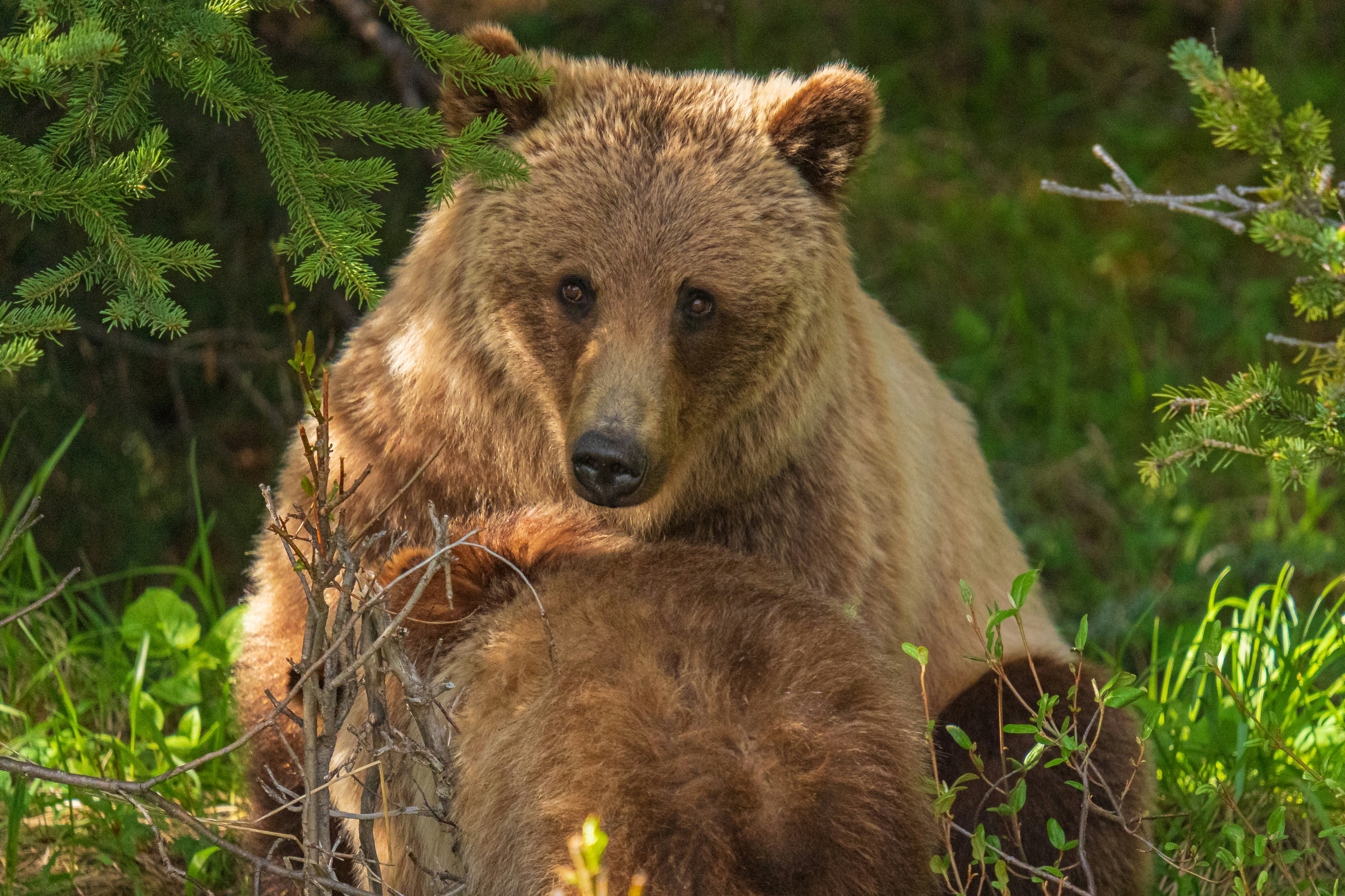 A brown grizzly bear in the woods of Canada.