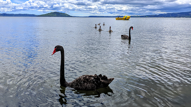 Rotorua