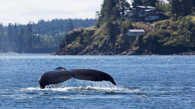 Northern Vancouver Island