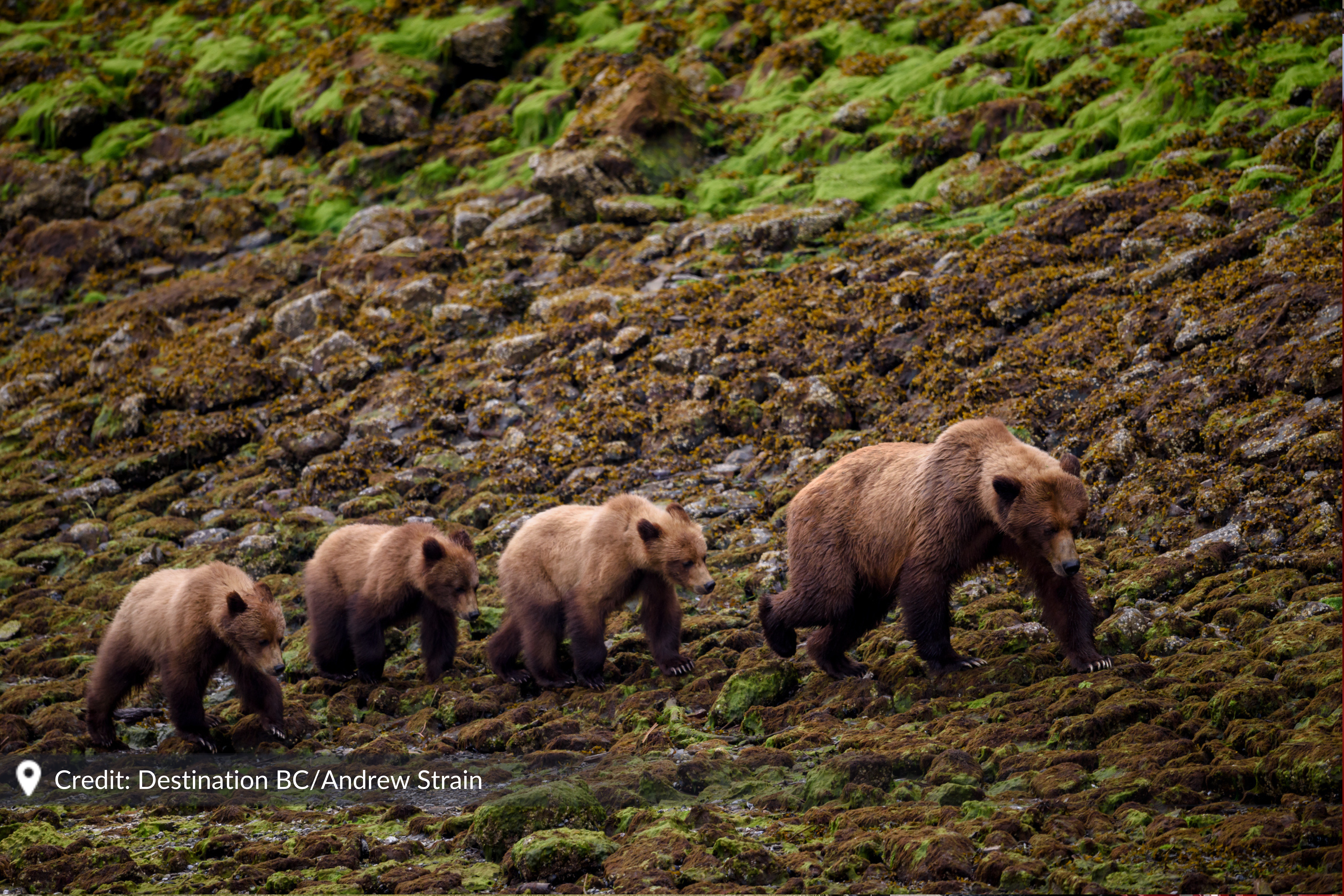 Wildlife and Wilderness Along The Infinite Coast of British Columbia