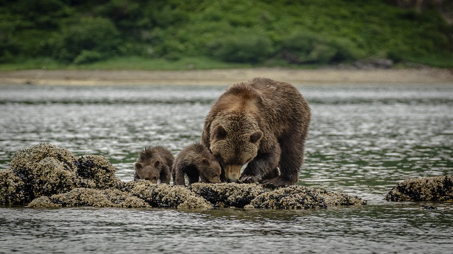 Katmai