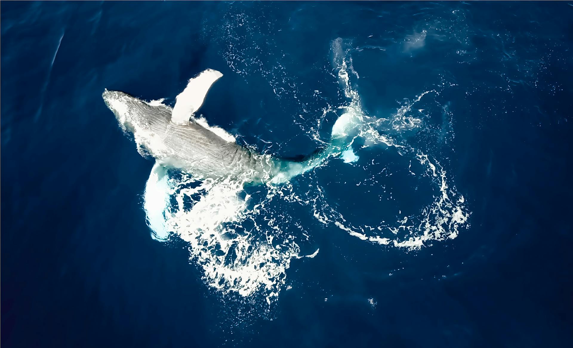 An aerial shot of a humpback whale leaping out of a deep blue ocean’s waters.