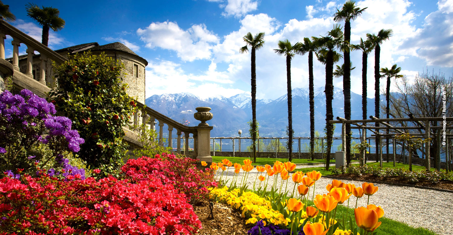 Floral blossoms enhancing the tranquil landscape of Ticino.