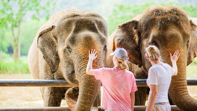 The Elephant Camp