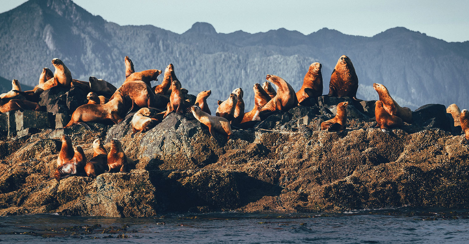 Sea lions at Gwaii Haanas National Park Reserve