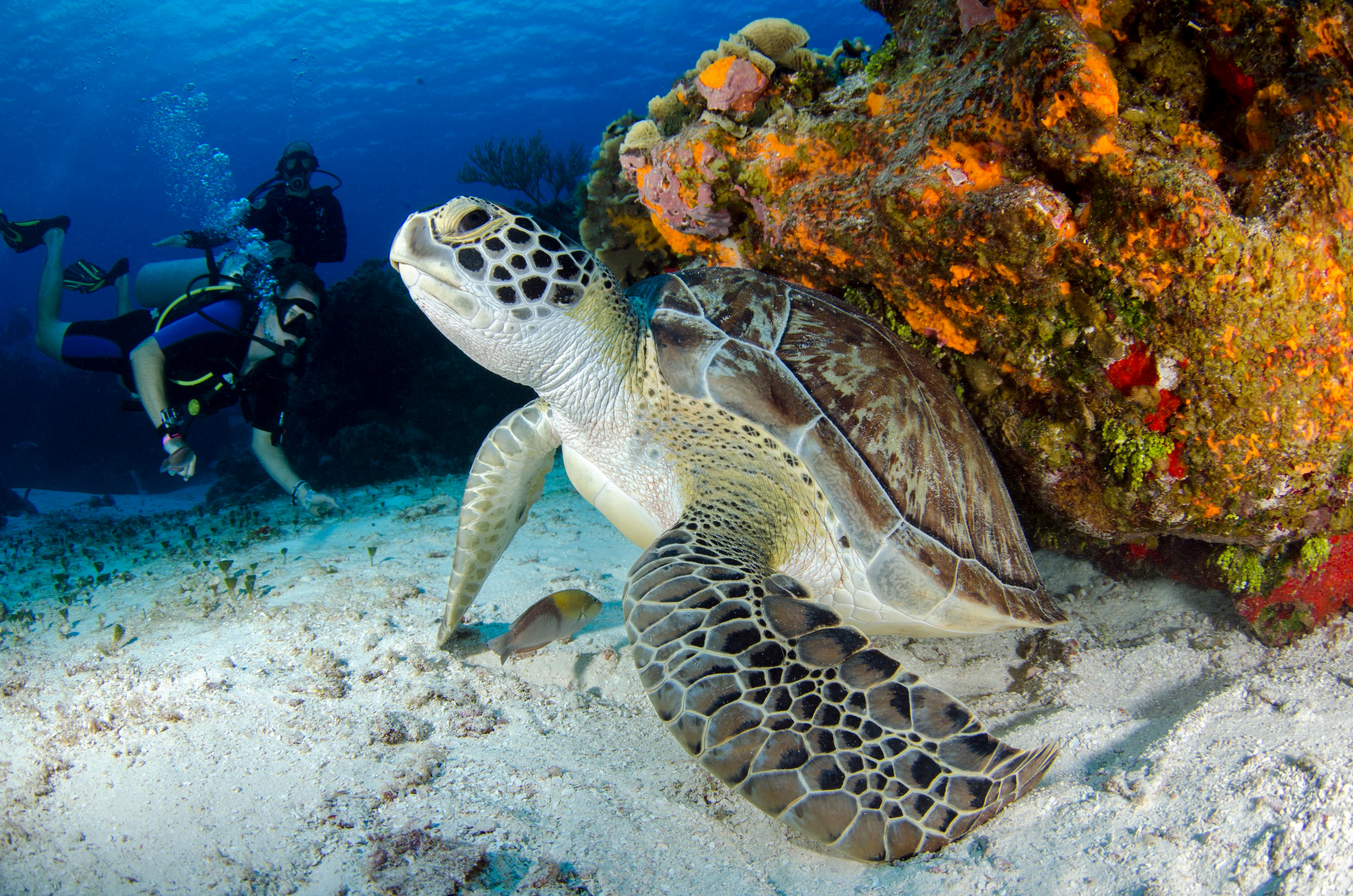  a turtle on a seabed next to divers looking at it