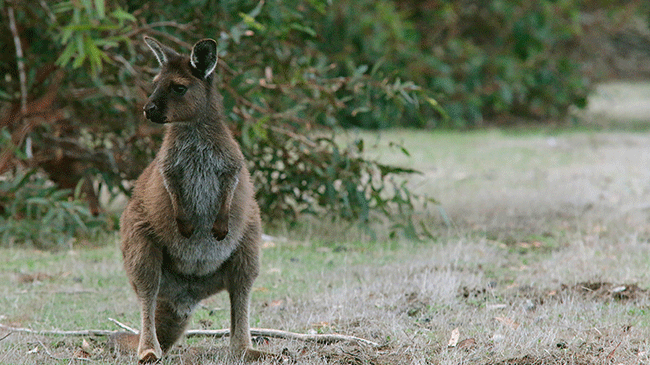 Kangaroo Island