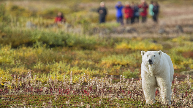 Nanuk Polar Bear Lodge