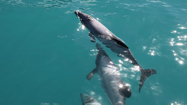 Kaikoura