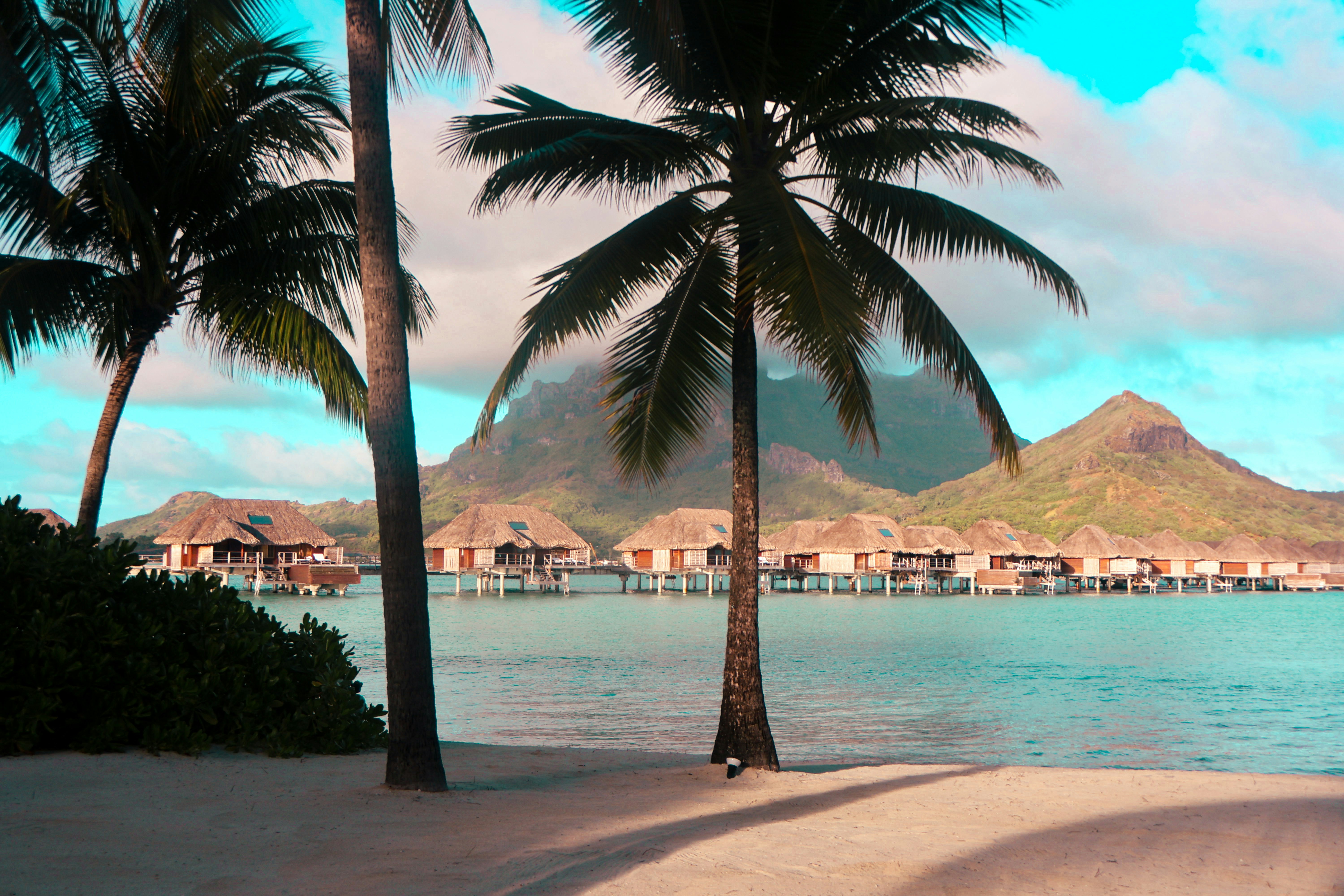Palm trees on the shore of a beach in French Polynesia with a view of many overwater bungalows in the waters.