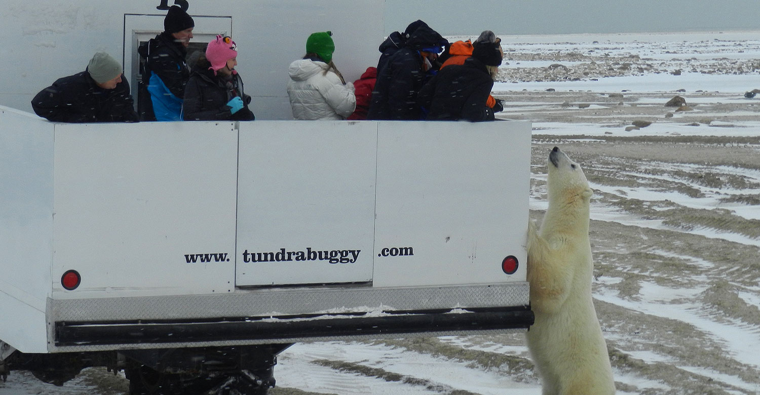 Get up close with the polar bears in Churchill, Manitoba