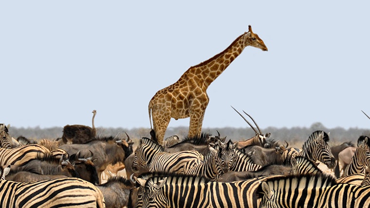 Africa