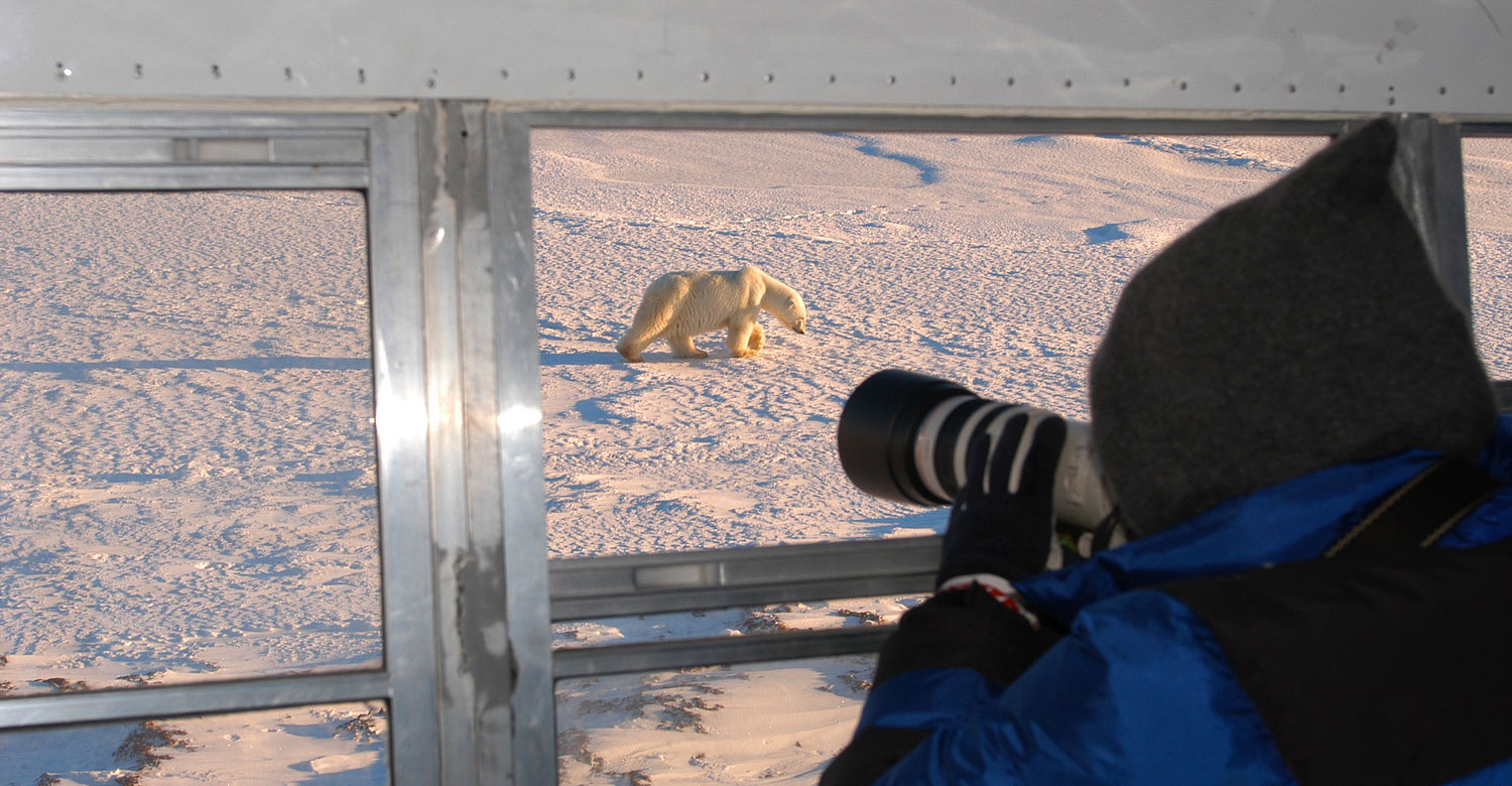 Taking photos of a polar bear from a Tundra buggy