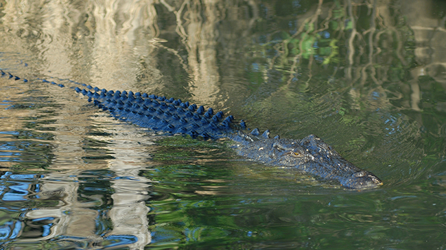 Darwin → Kakadu