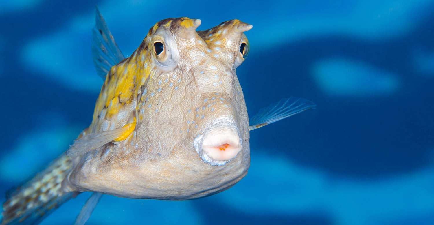Interesting fish