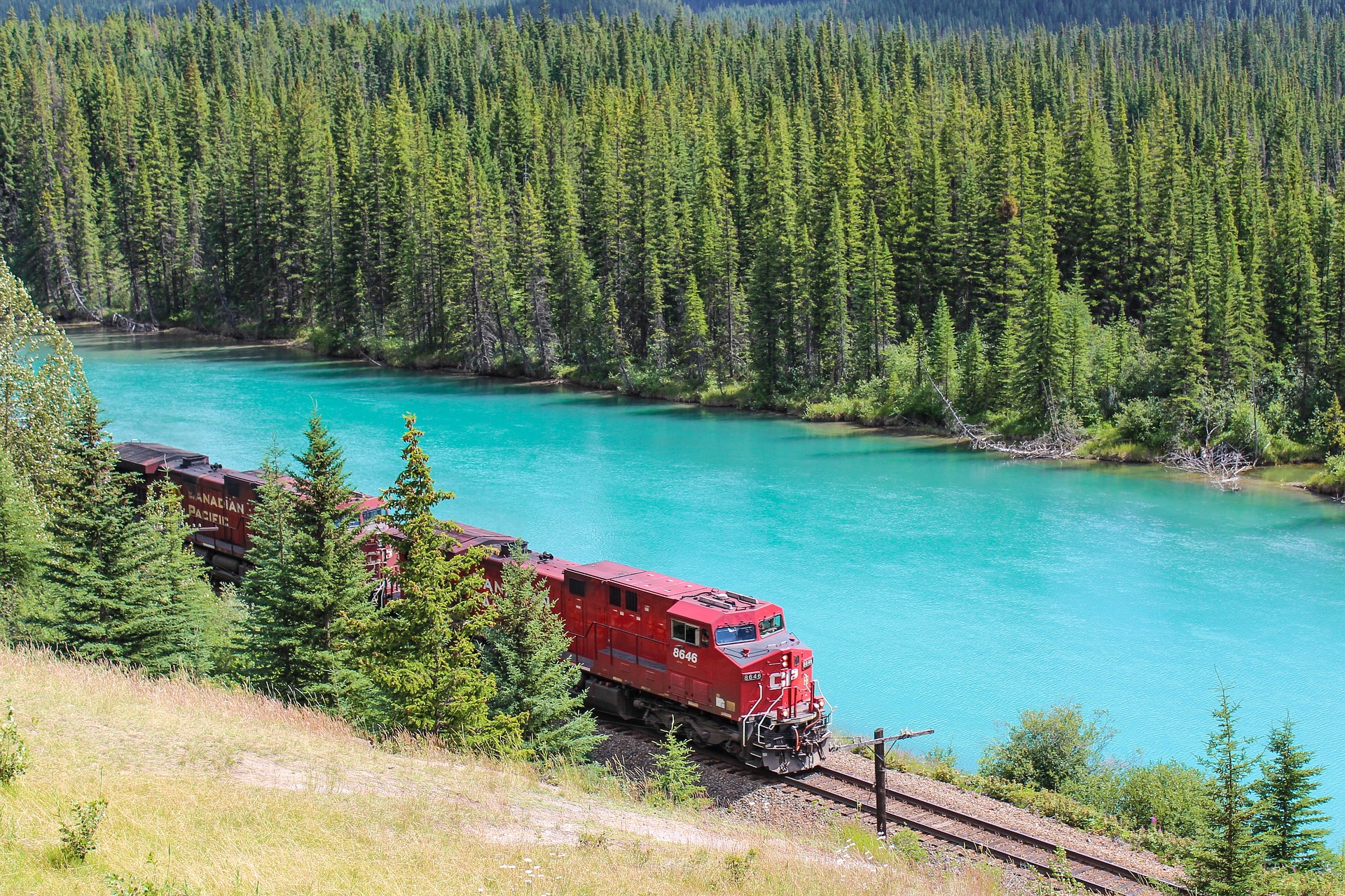 A train passing between a row of trees and a lake.