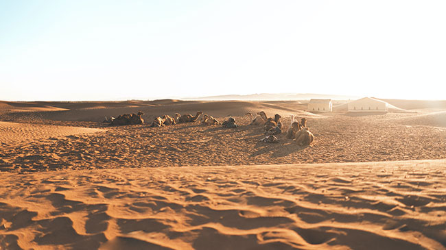 Merzouga → Zagora