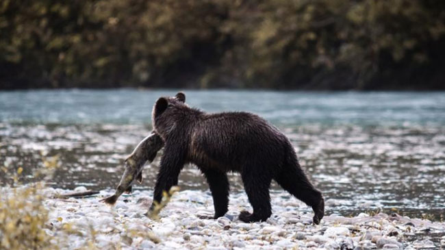 Victoria → Campbell River