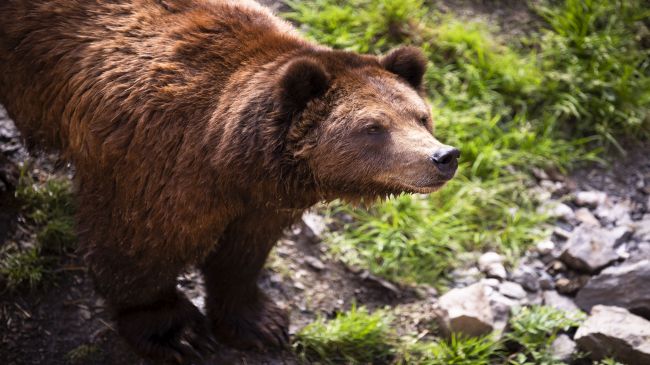 ​​​​​​​Regent Seven Seas Cruises: Icy Strait