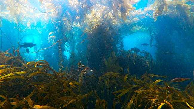Stewart Island