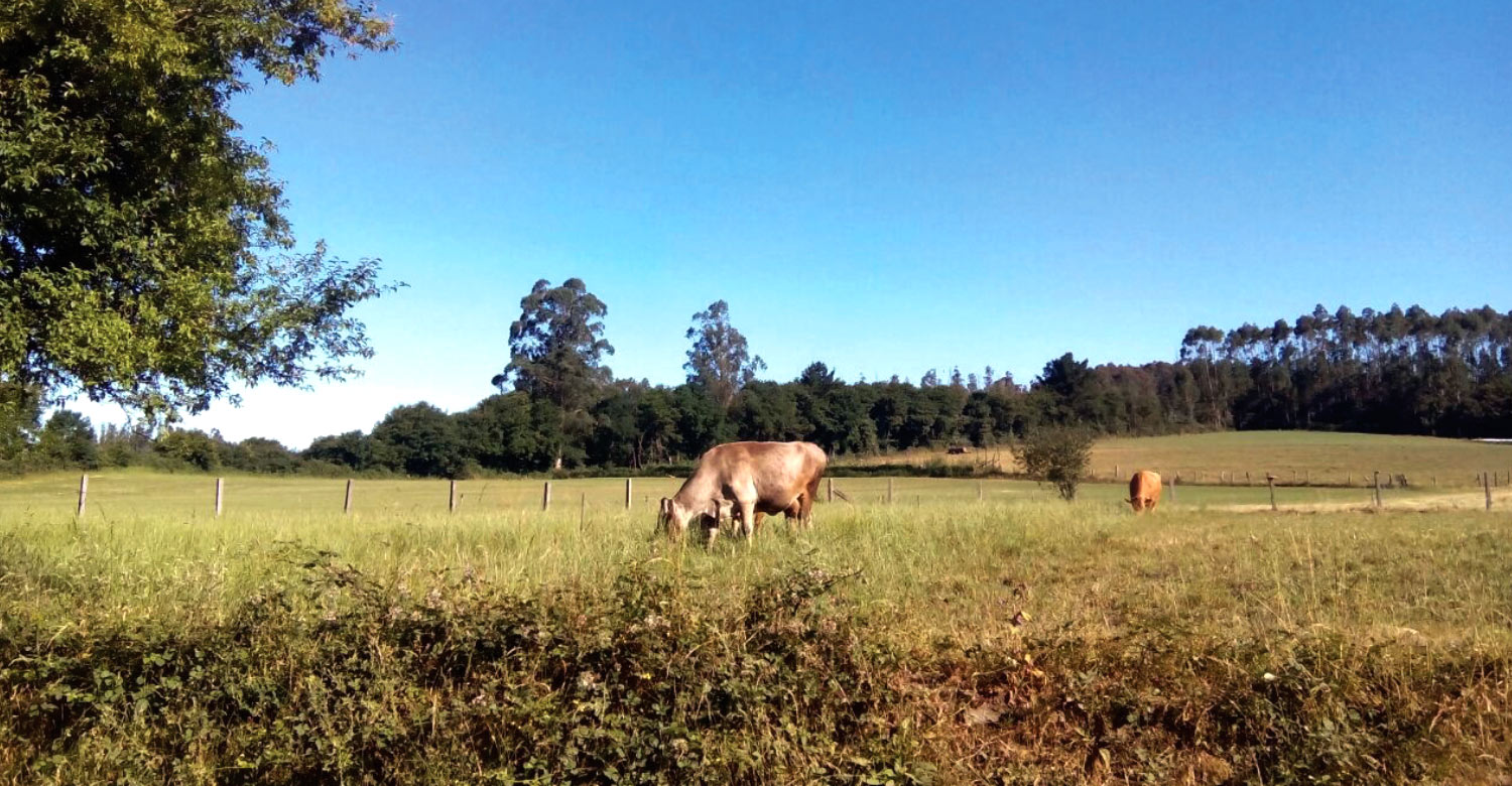 Walk through valleys and fields during your Camino de Santiago holiday.