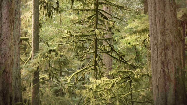 Tofino → Whistler