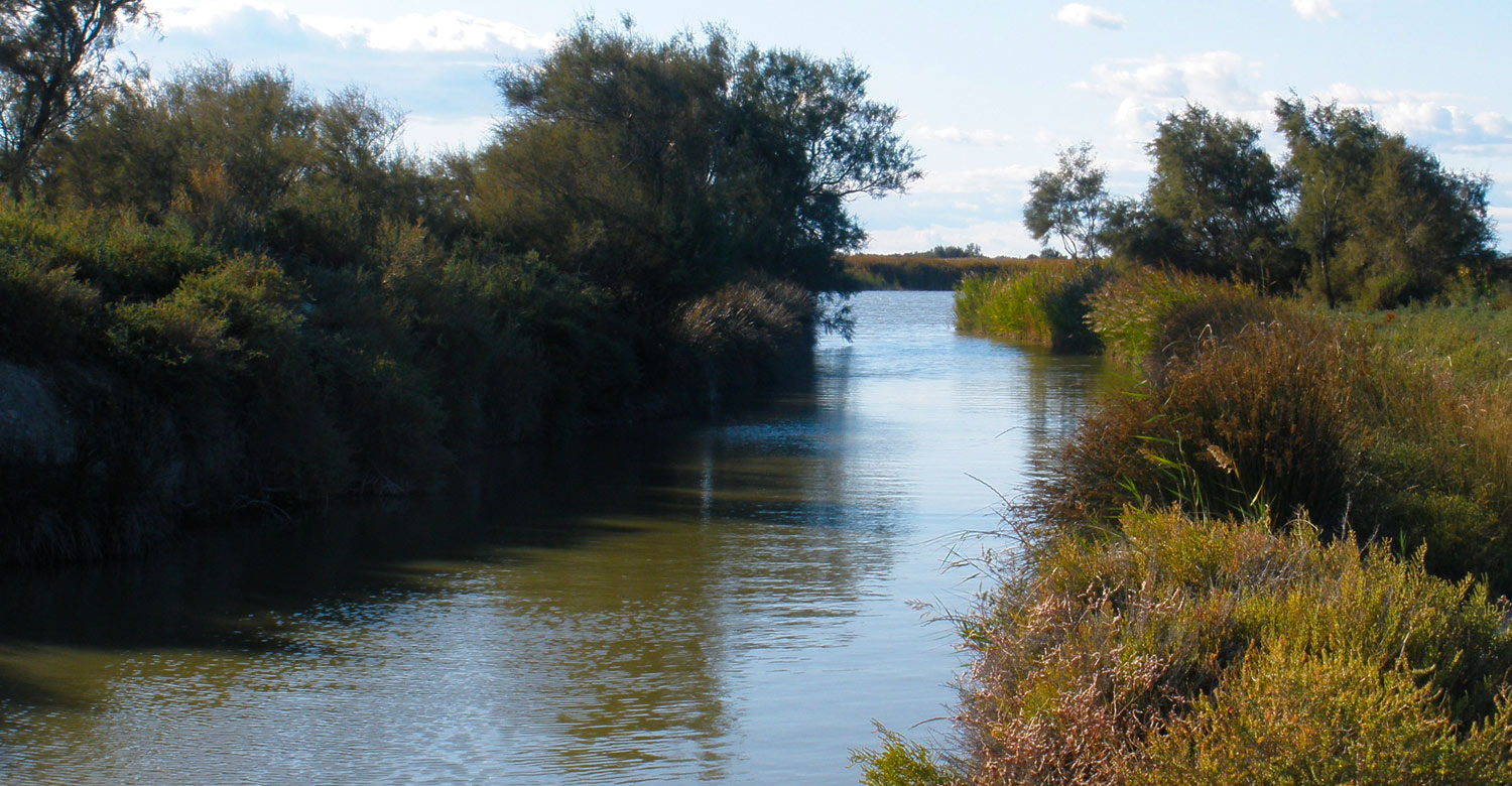 Camargue wilderness